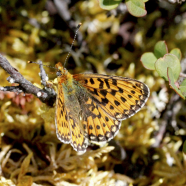 Mountain Fritillary