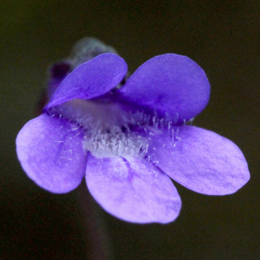 common butterwort