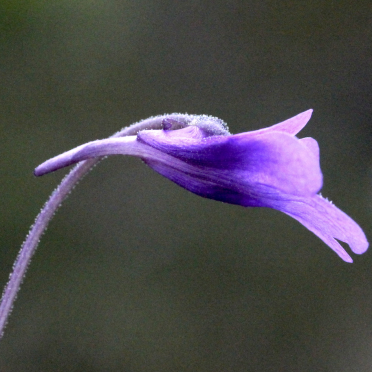 common butterworth