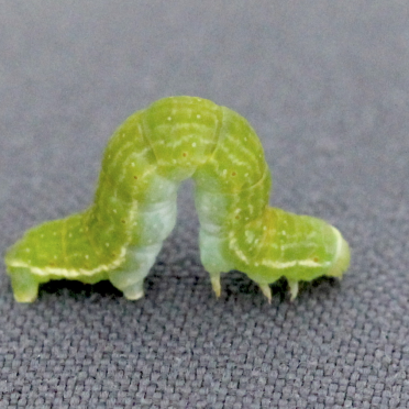 autumnal moth larvae