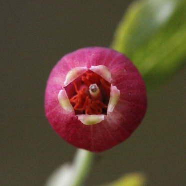 european blueberry