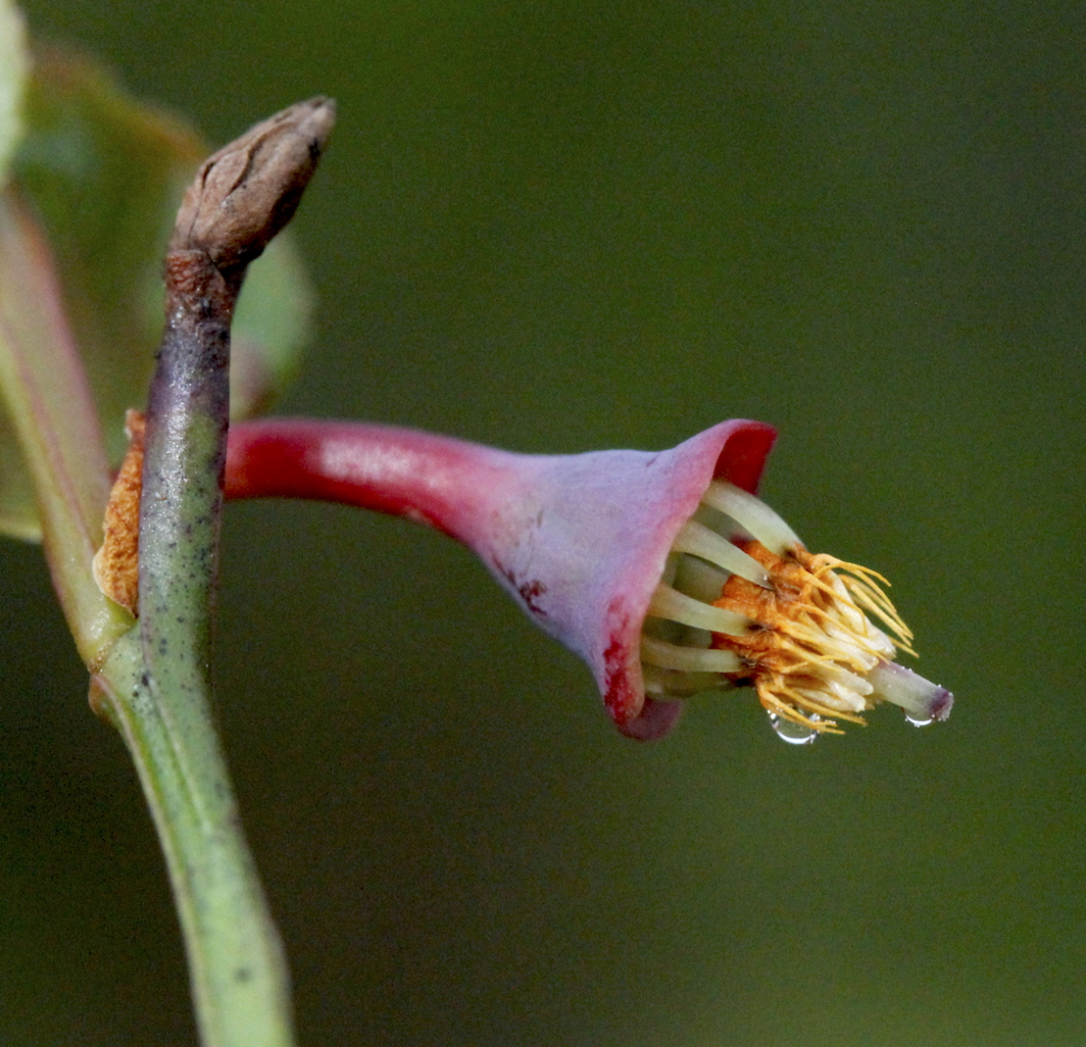european blueberry
