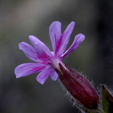 red campion
