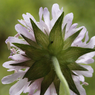 field scabious