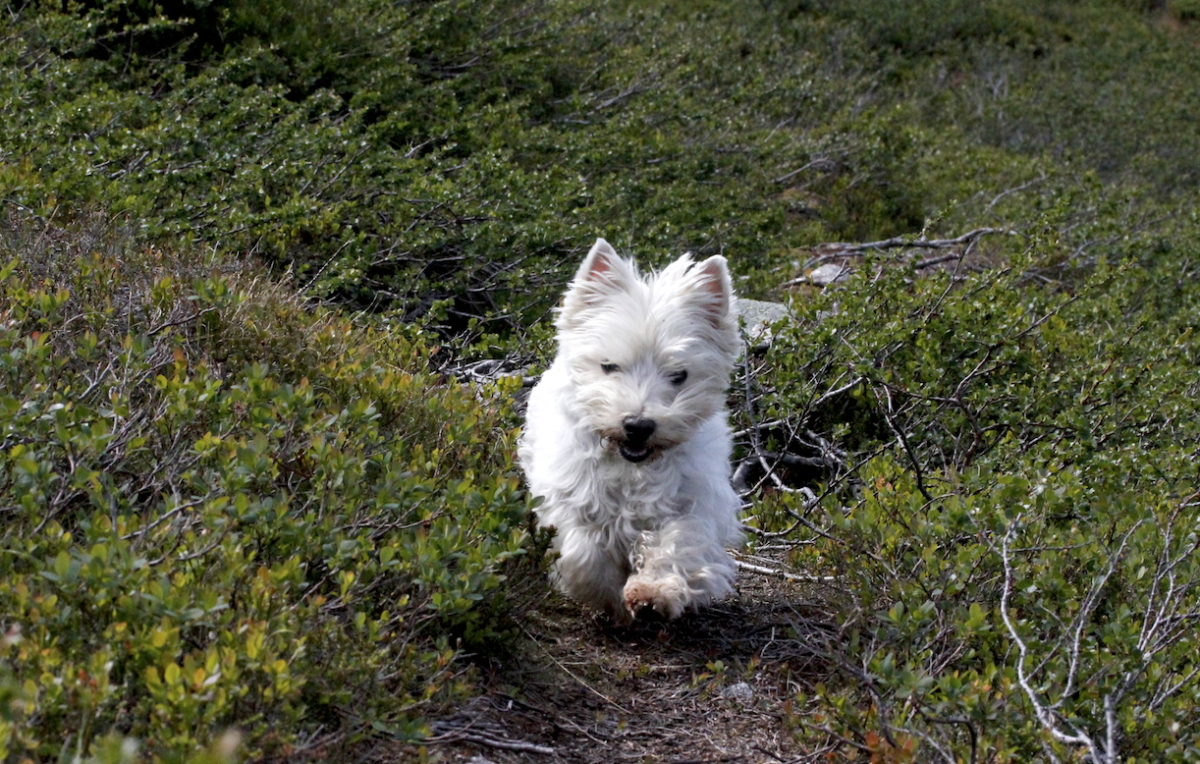 flying!