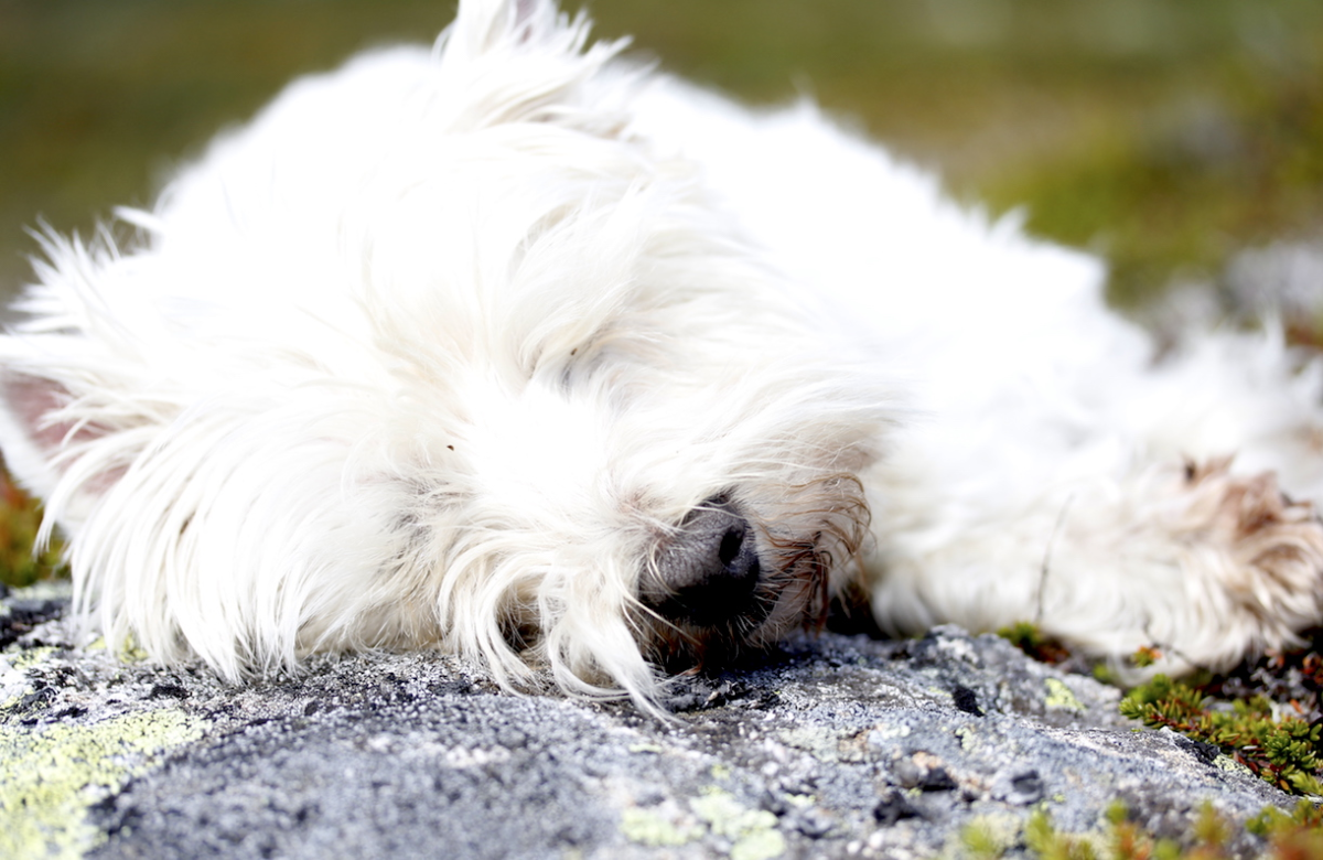 snooze