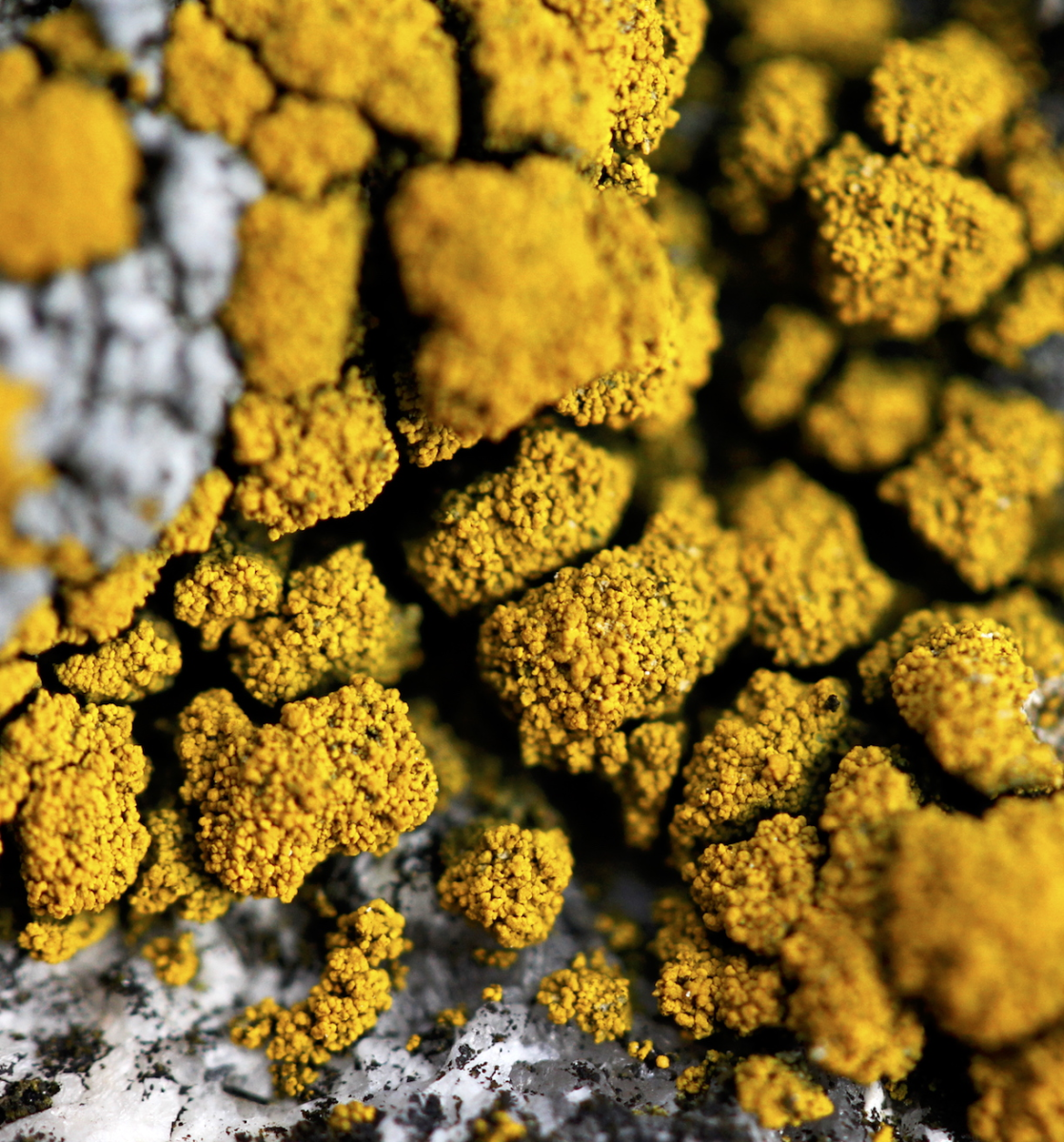 lichen