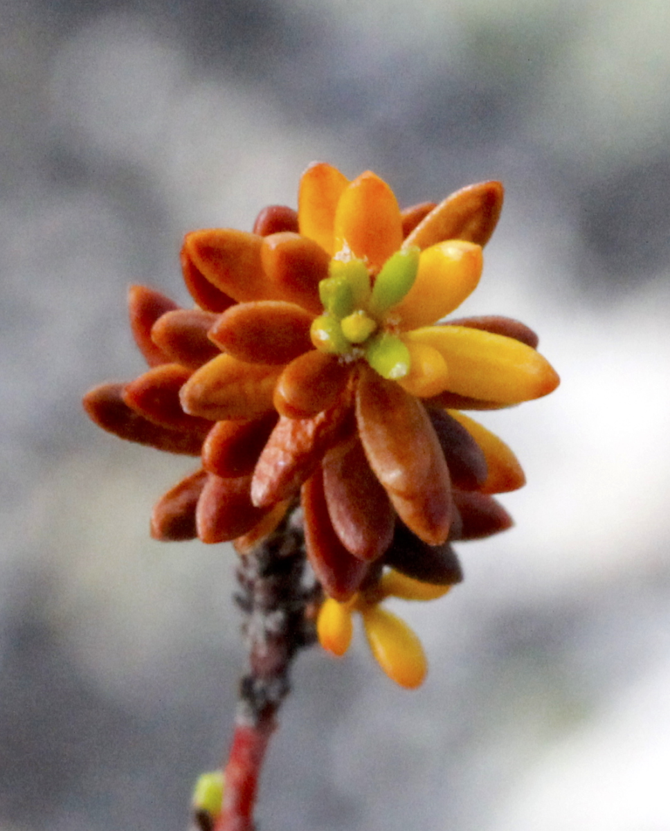 crowberry