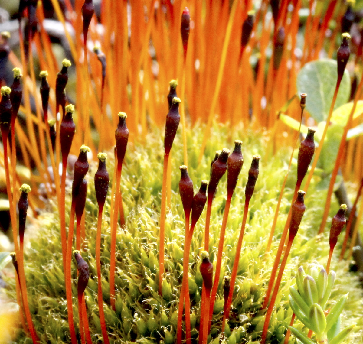 Slender Cruet-moss