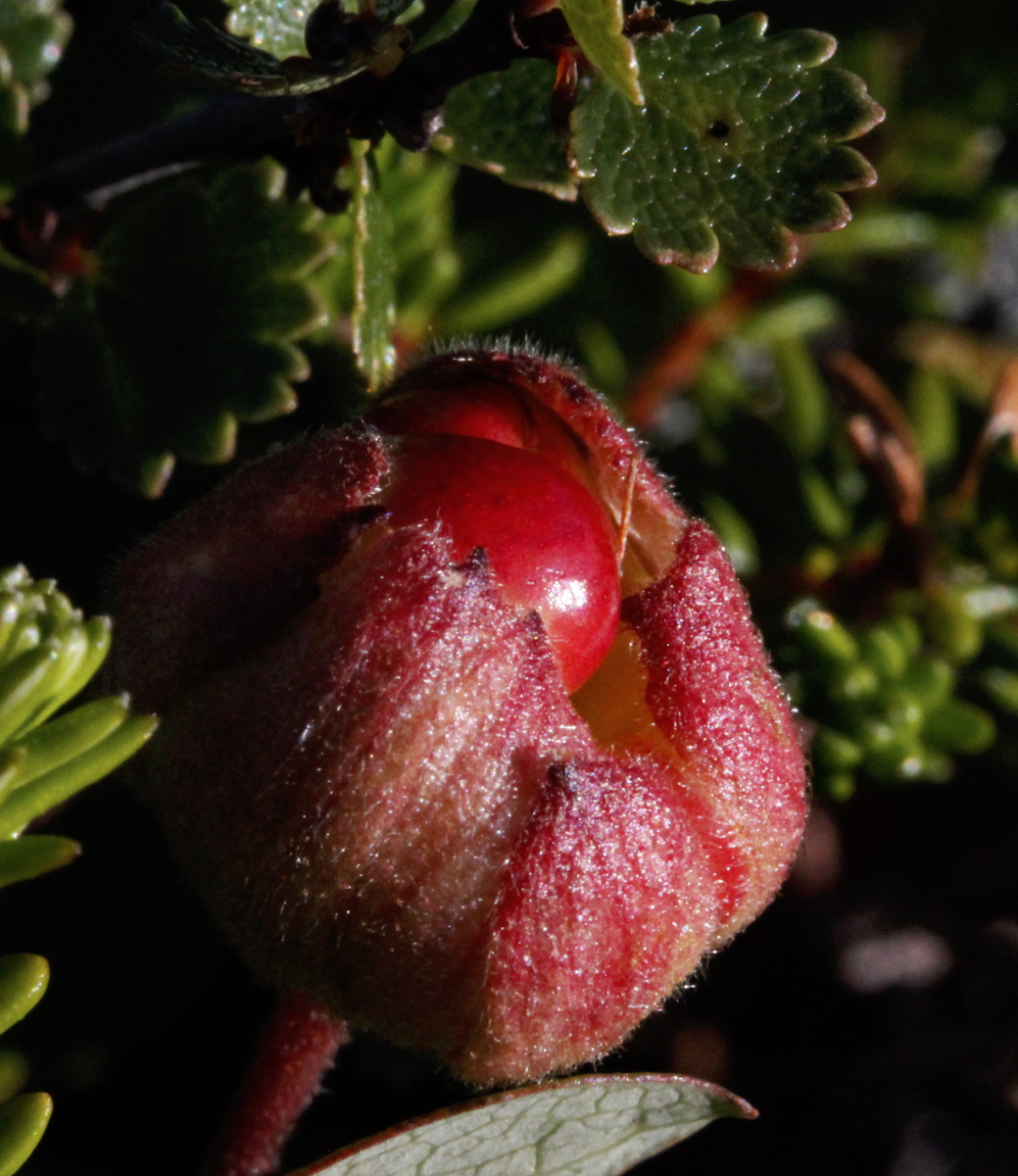 cloudberry