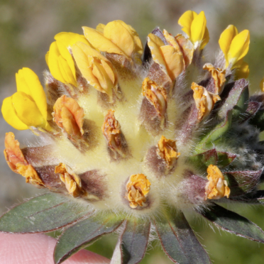 common kidneyvetch