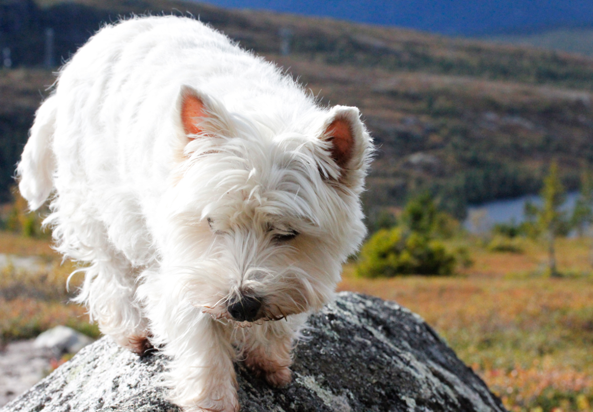 connie westie 