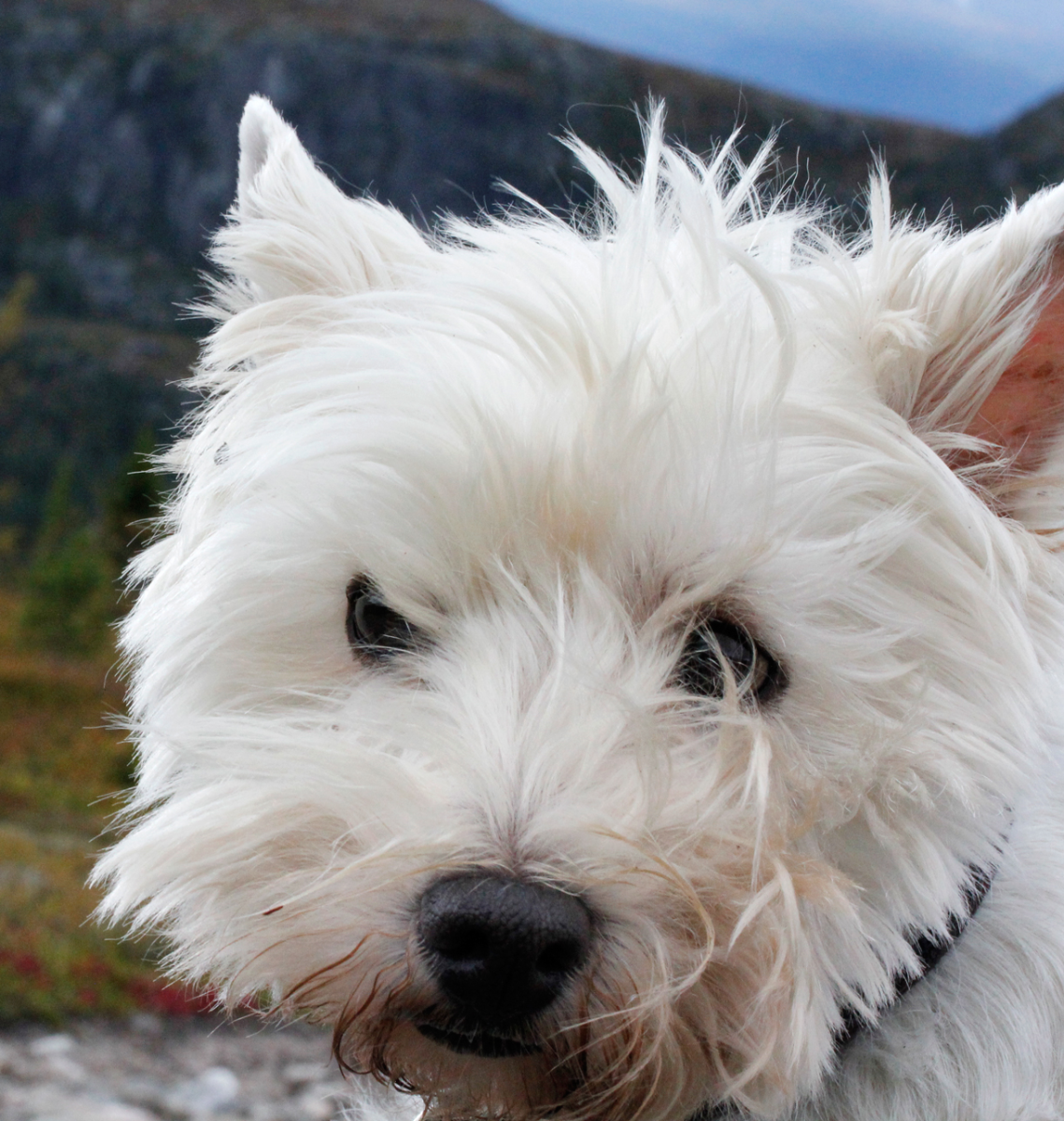 connie westie