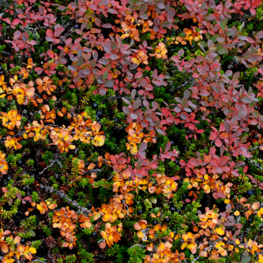 autumn