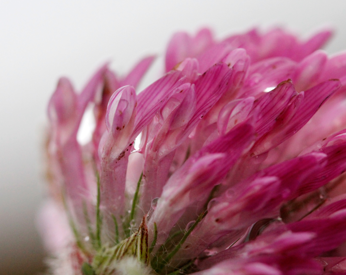 clover