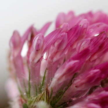 clover