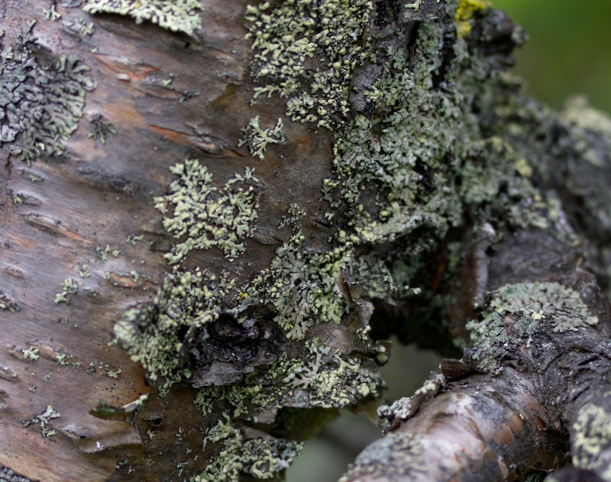 birch bark.