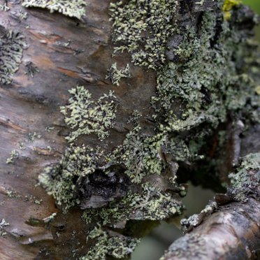 birch bark.