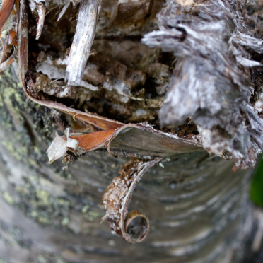 birch bark