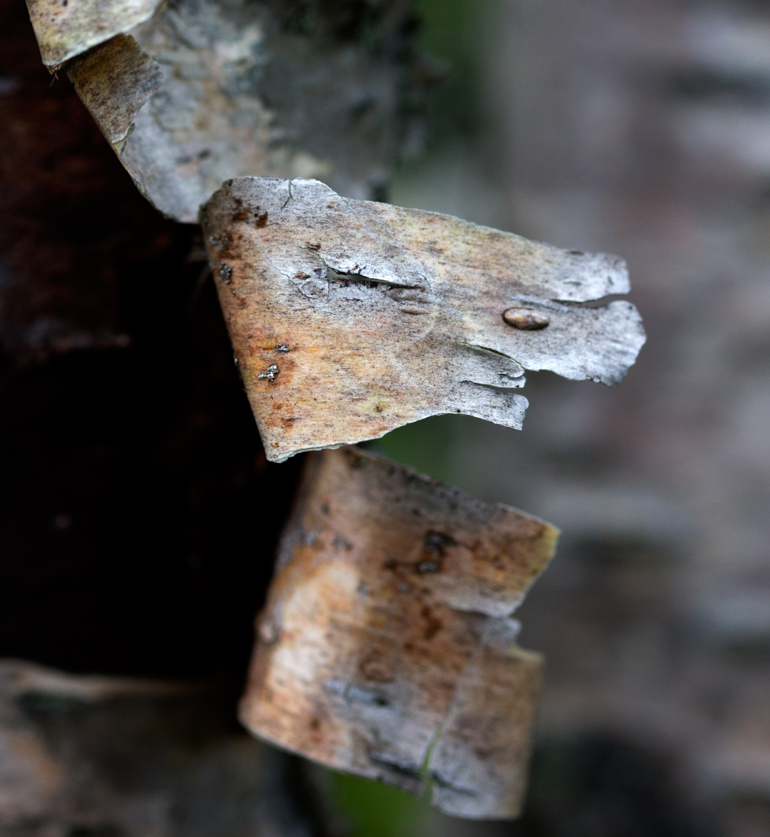 birch bark