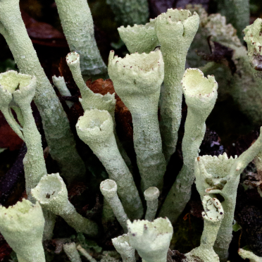 pixiecup lichen