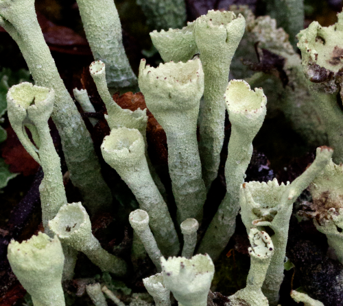 pixiecup lichen
