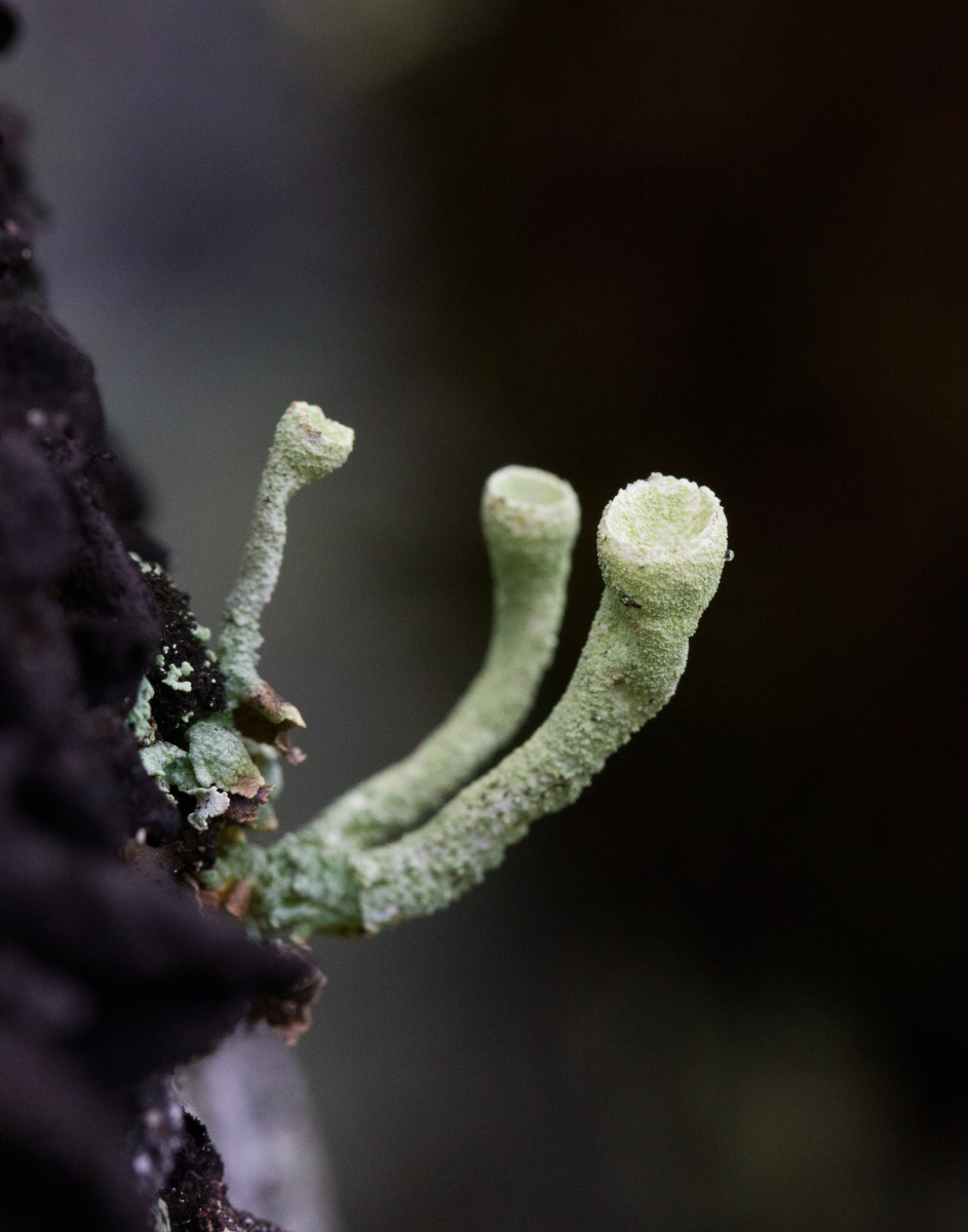 pixiecup lichen 