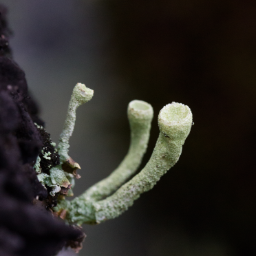 pixiecup lichen 