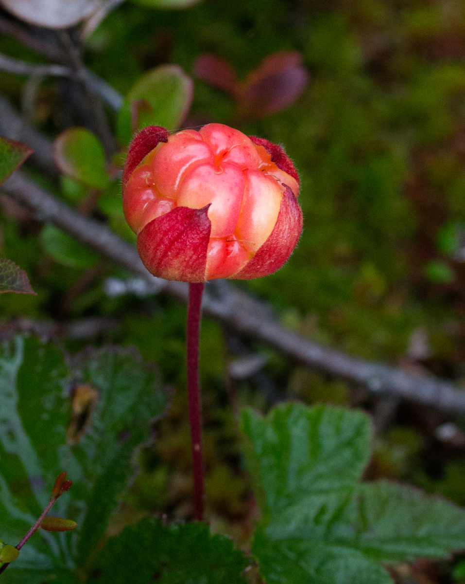 cloudberries