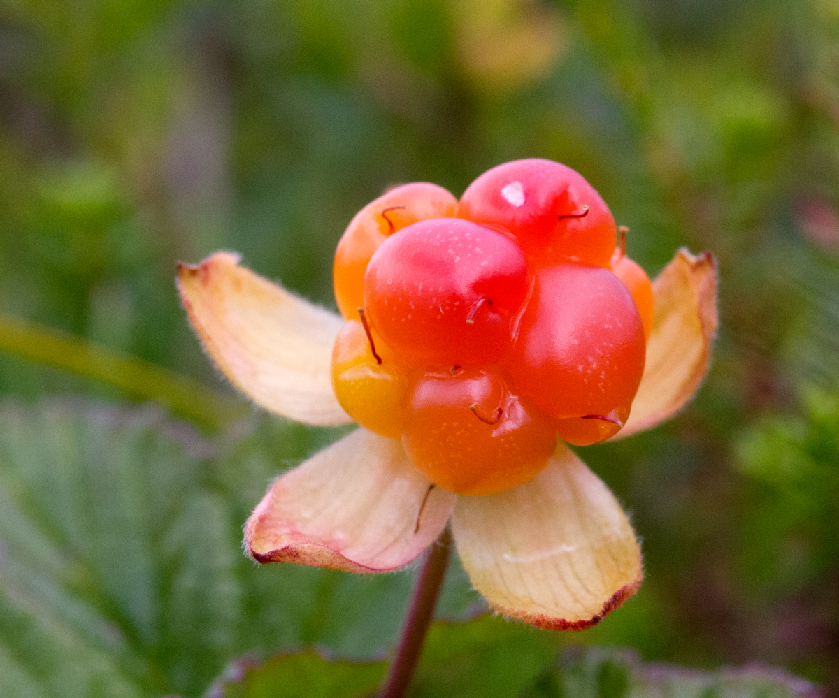 cloudberries