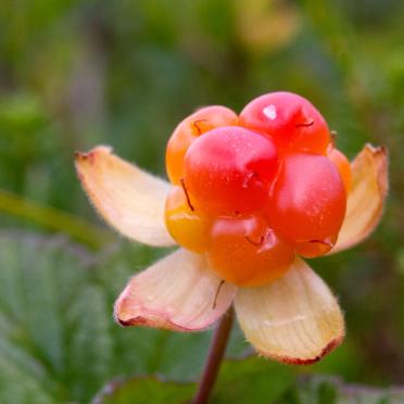cloudberries