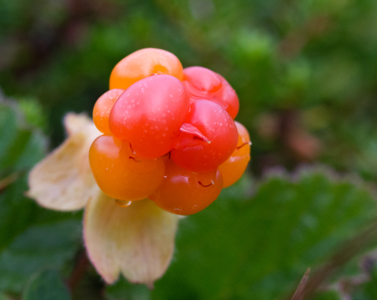 cloudberries