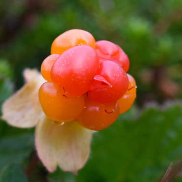 cloudberries