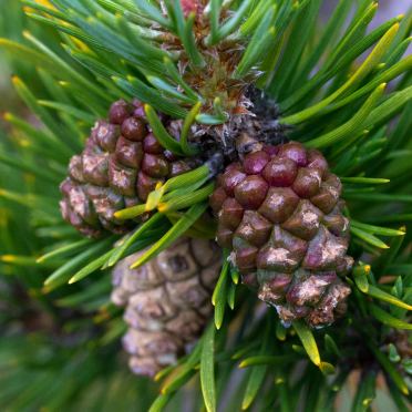 cones