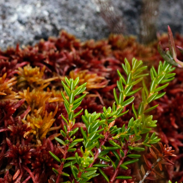 moss