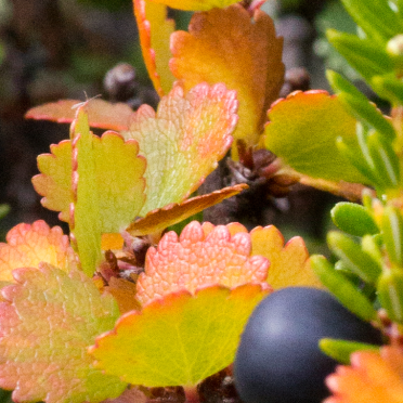 dwarf birch and crowberries