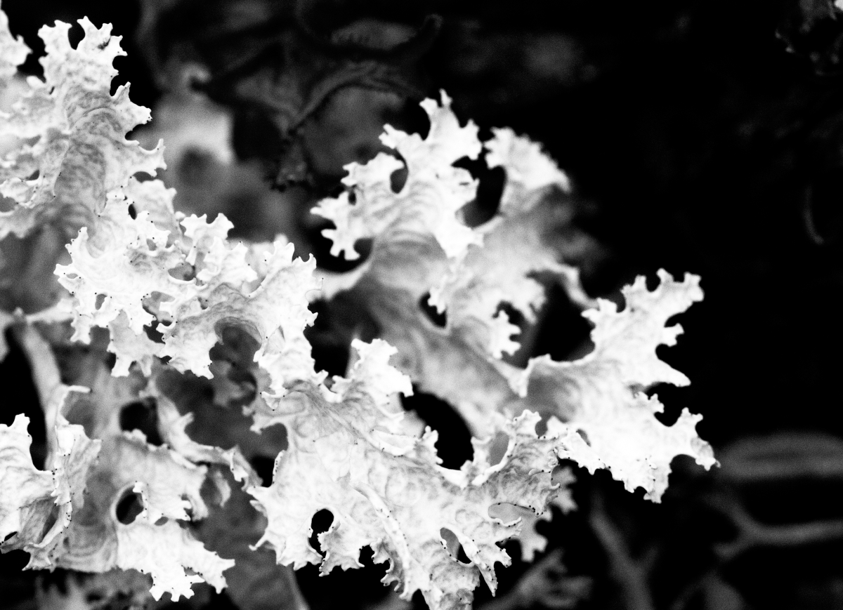 lichen