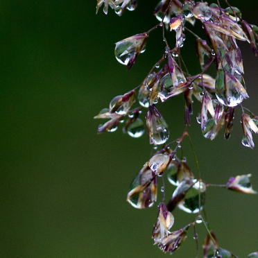 rainy days