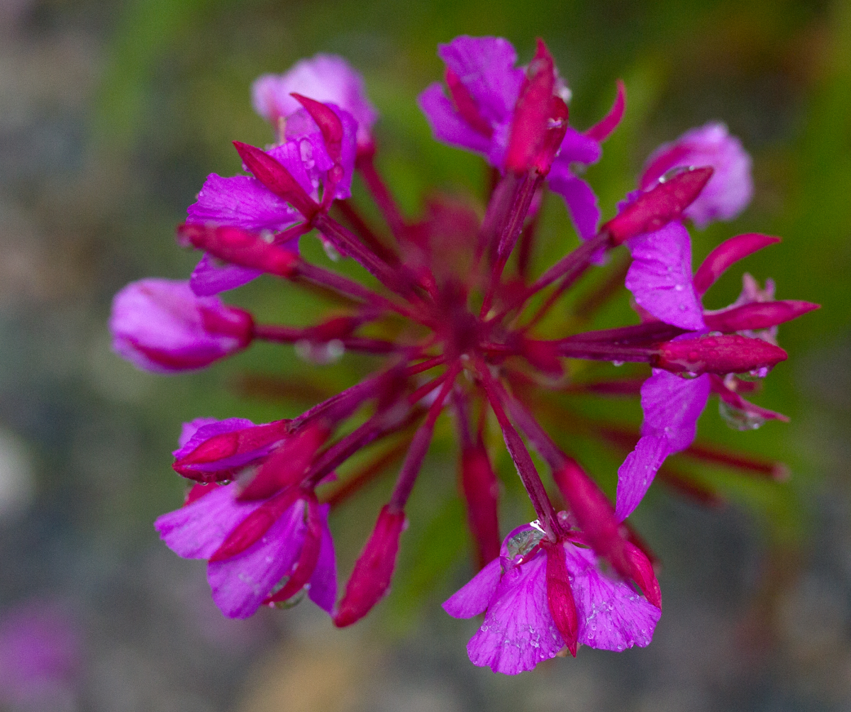 fireweed from above