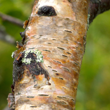 birch
