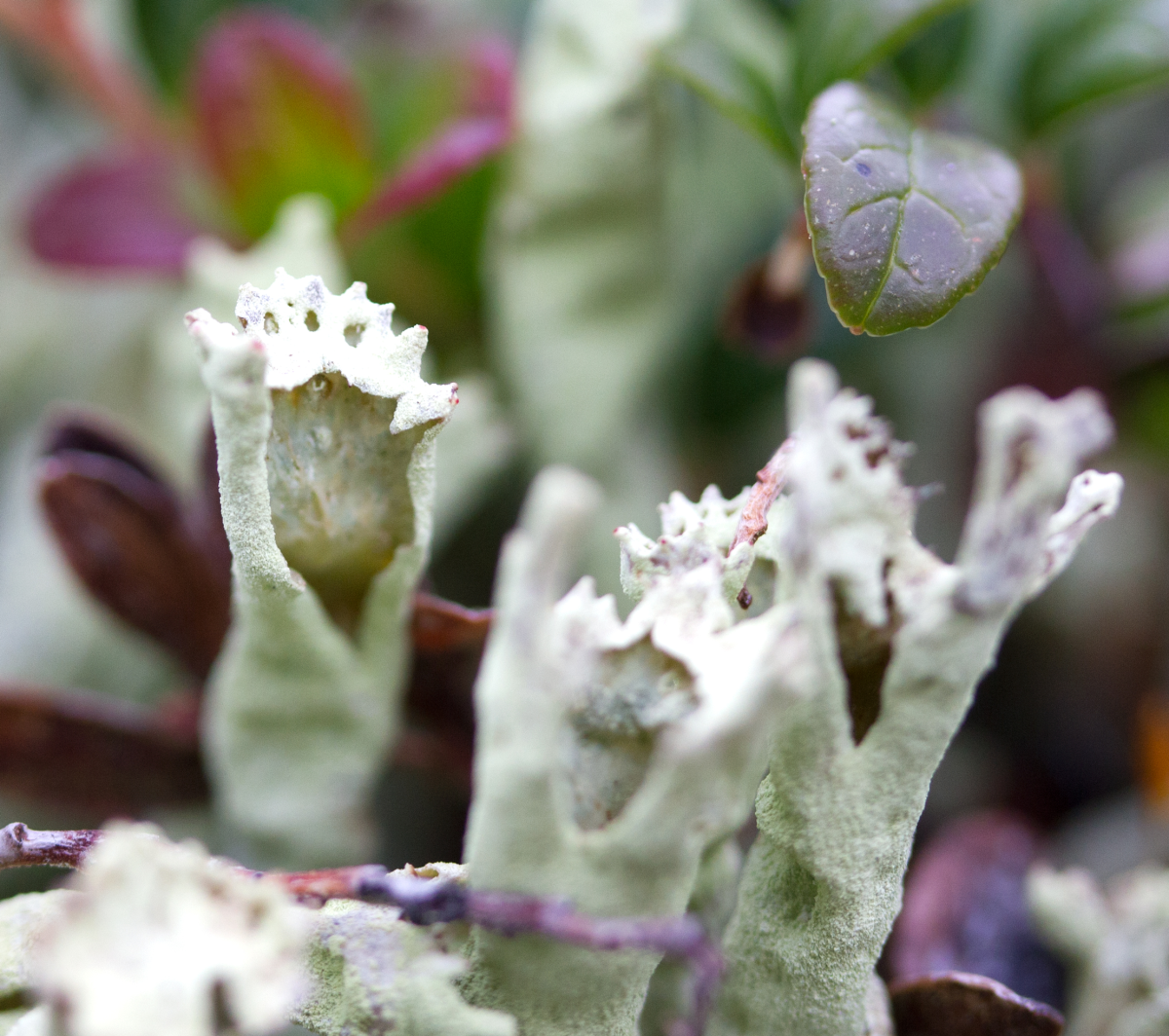 pixie cup lichen