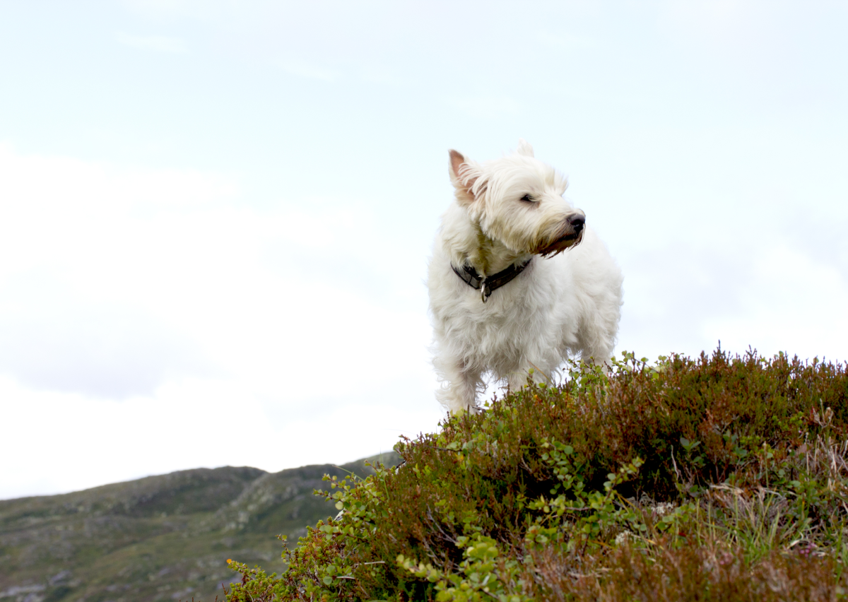 blowin' in the wind
