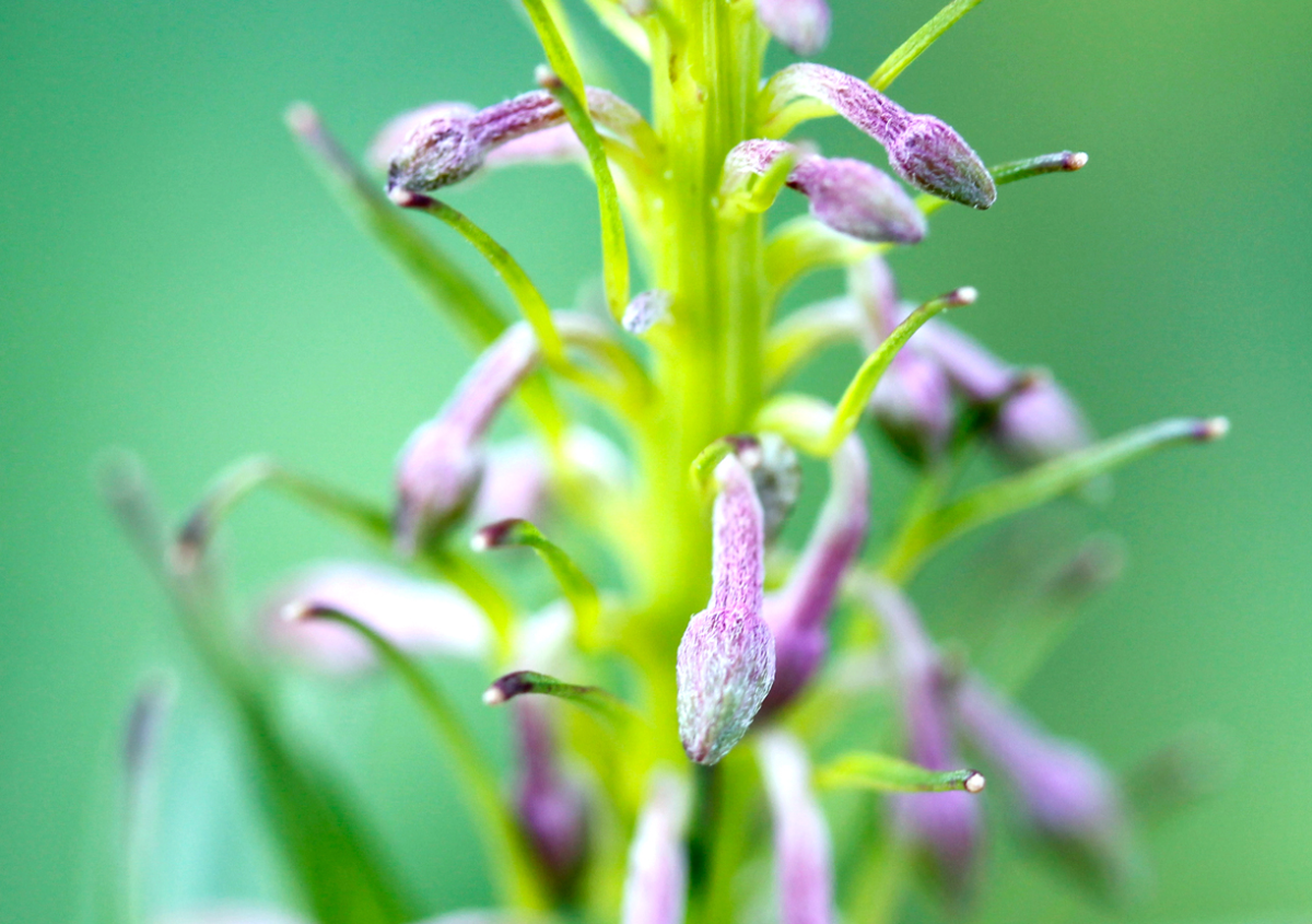 fireweed