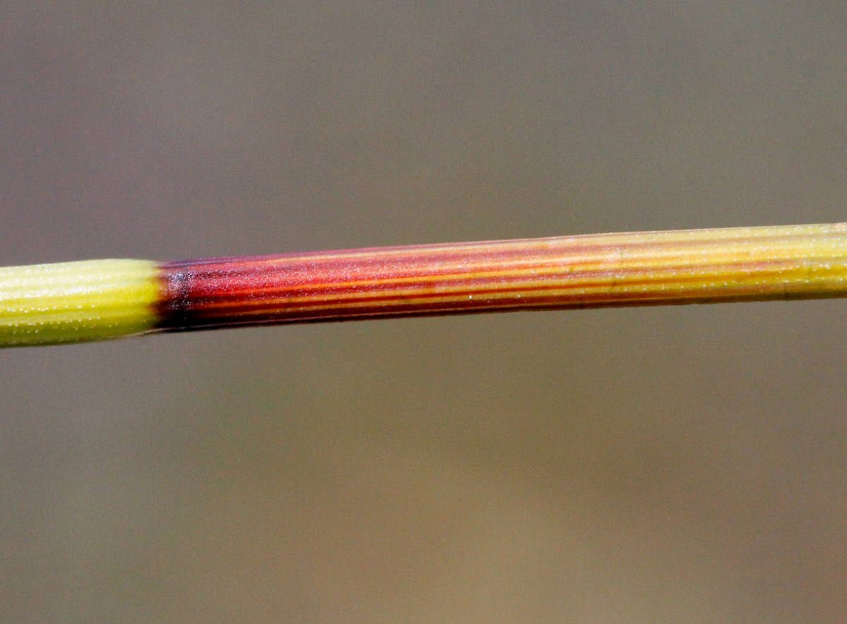 colour scale