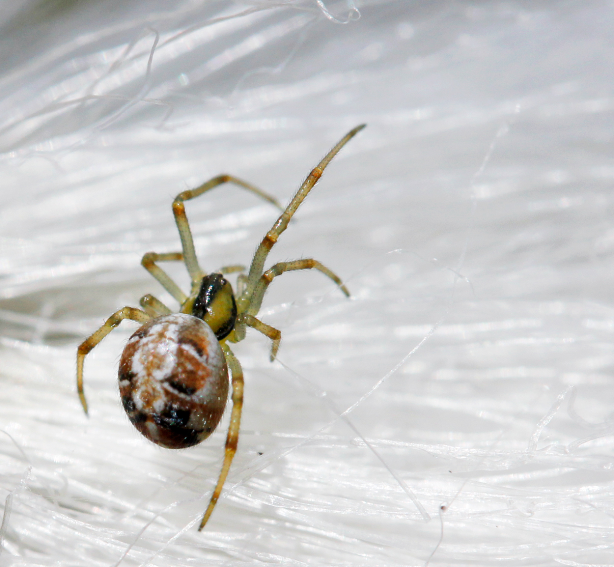 tiny spider