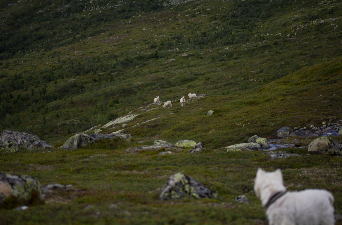 dog sees sheep. sheep sees dog.