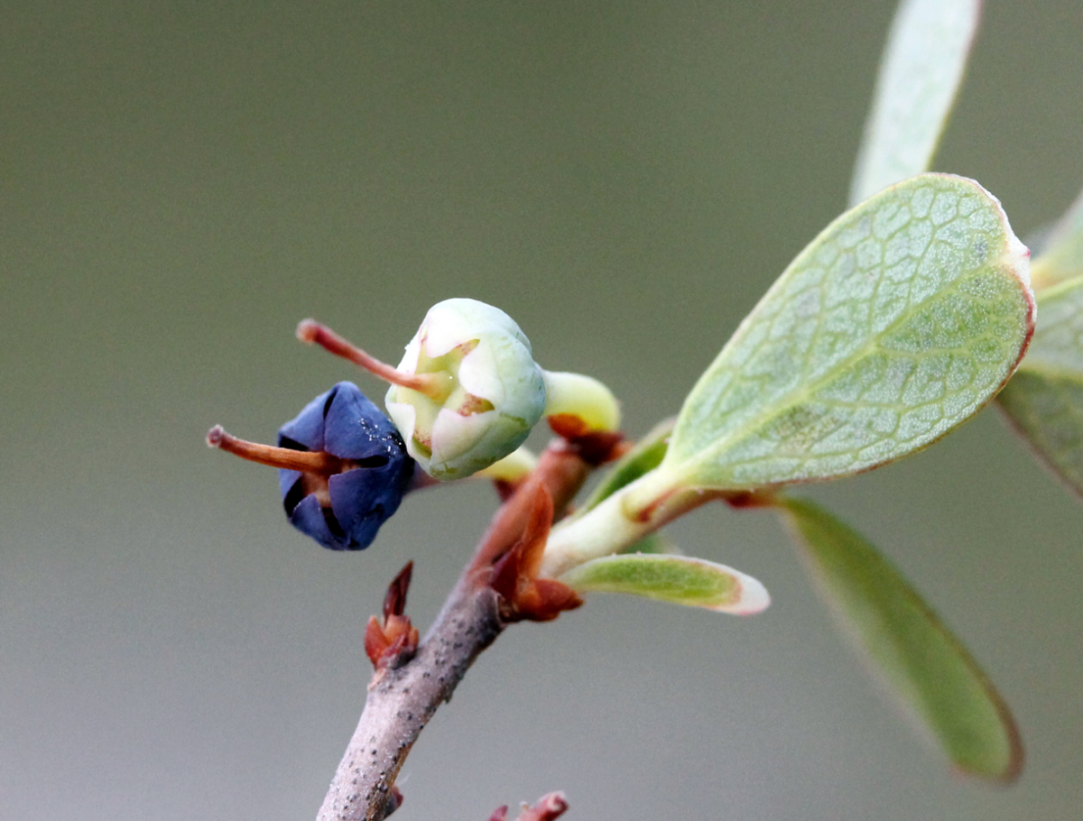 blueberries