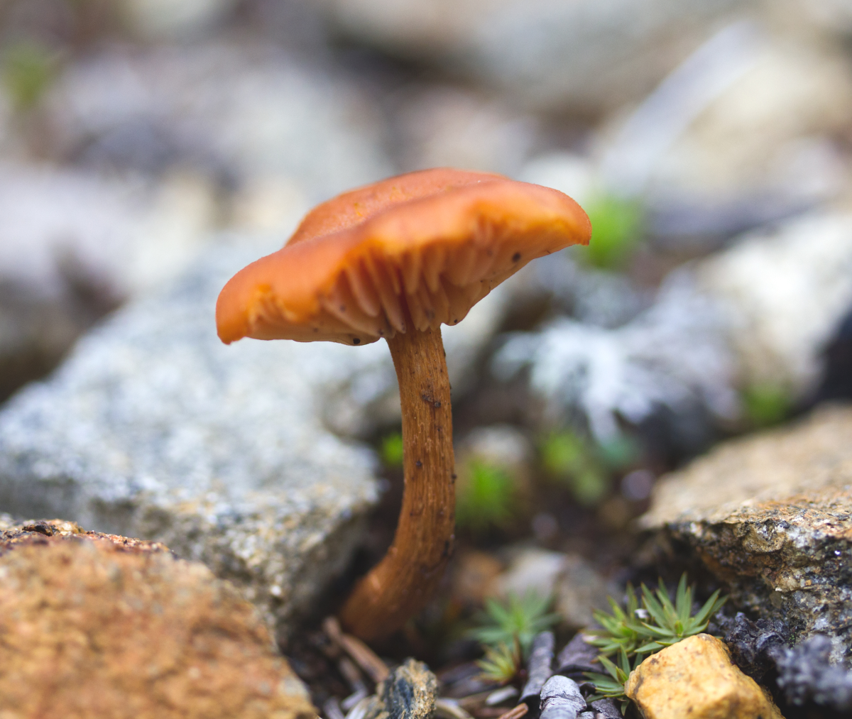 ´shroom