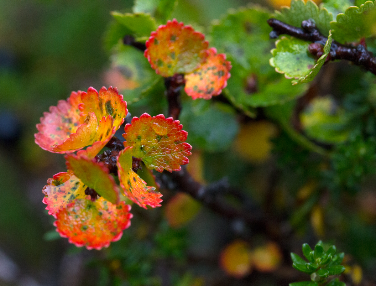 dwarf birch