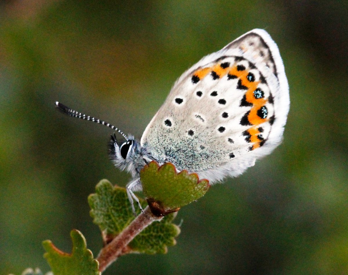 Silver-studded Blue